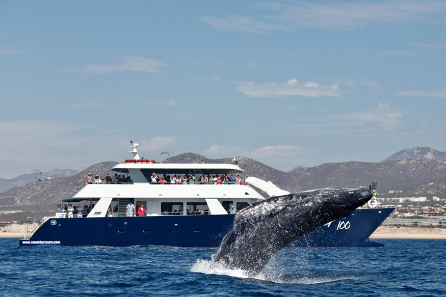 AVISTAMIENTO DE BALLENAS EN BARCO #LOSCABOS