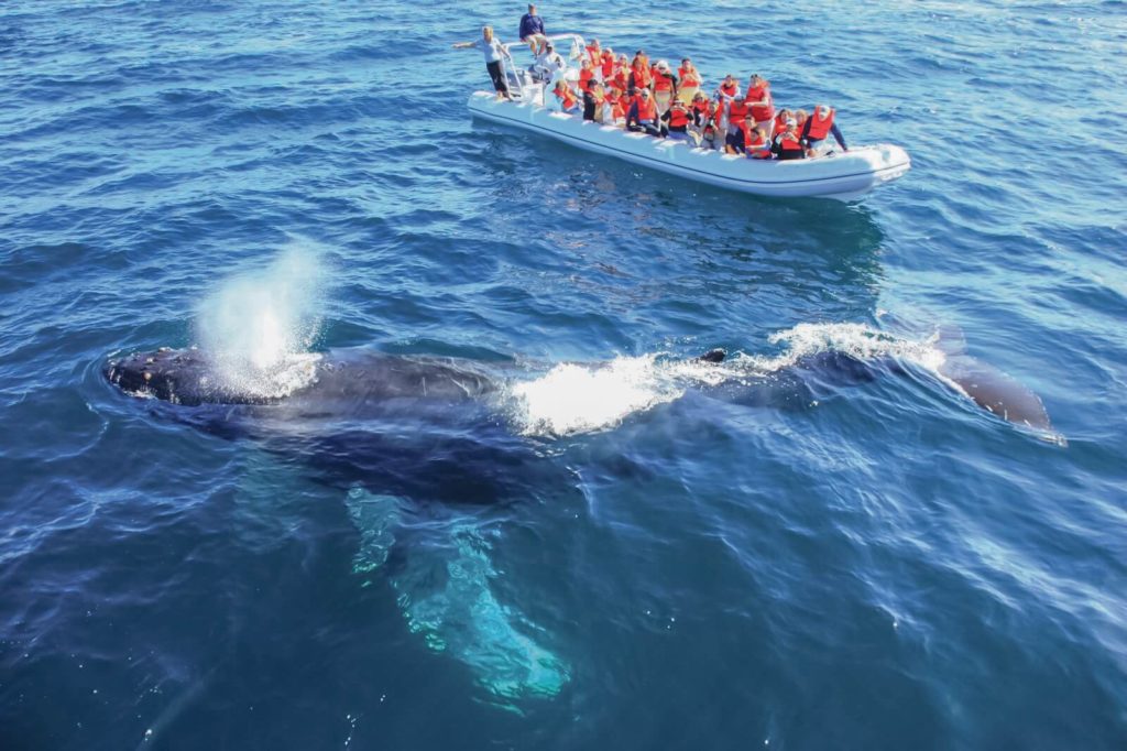 EXCURSION AVISTAMIENTO DE BALLENAS FOTOGRAFICO